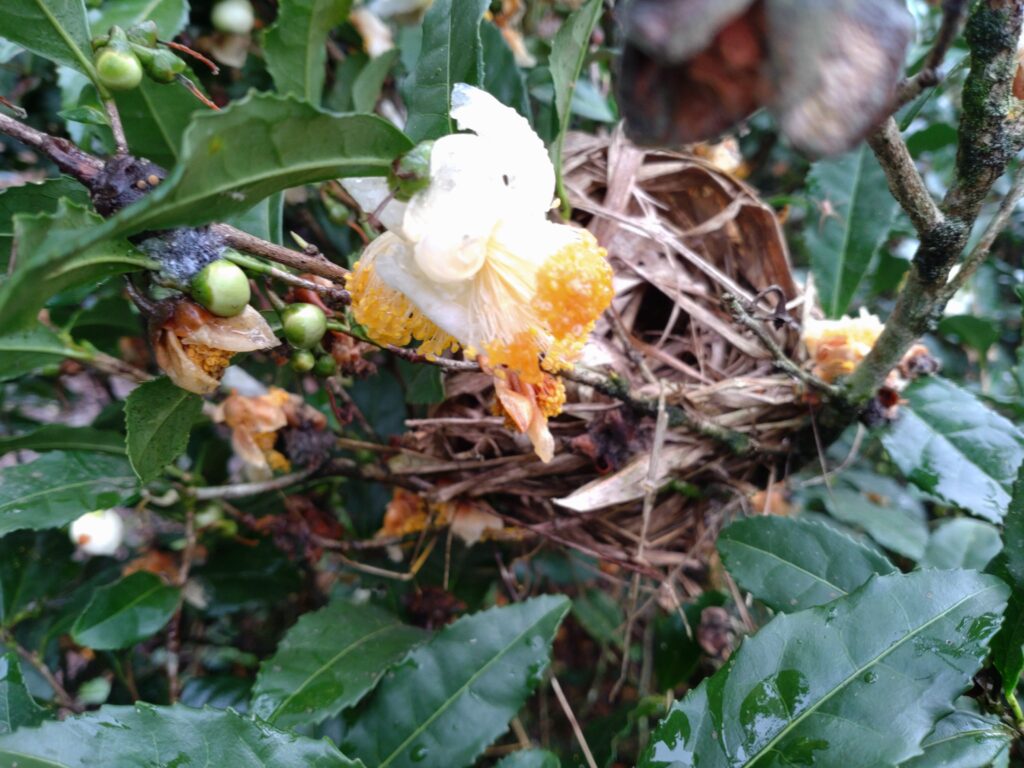 2022年11月茶花摘み