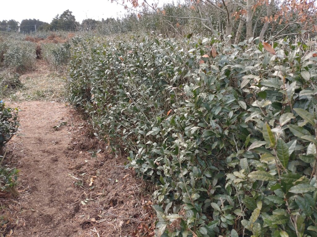 2023年1月茶摘みイベント